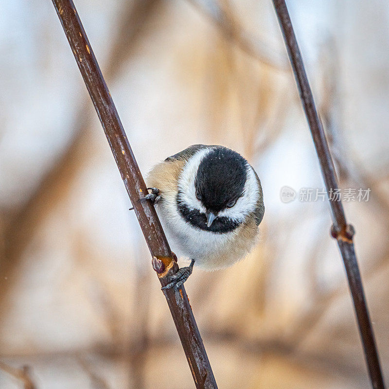 黑头山雀(Poecile atricapillus)，黑帽山雀，Cabecinegro。